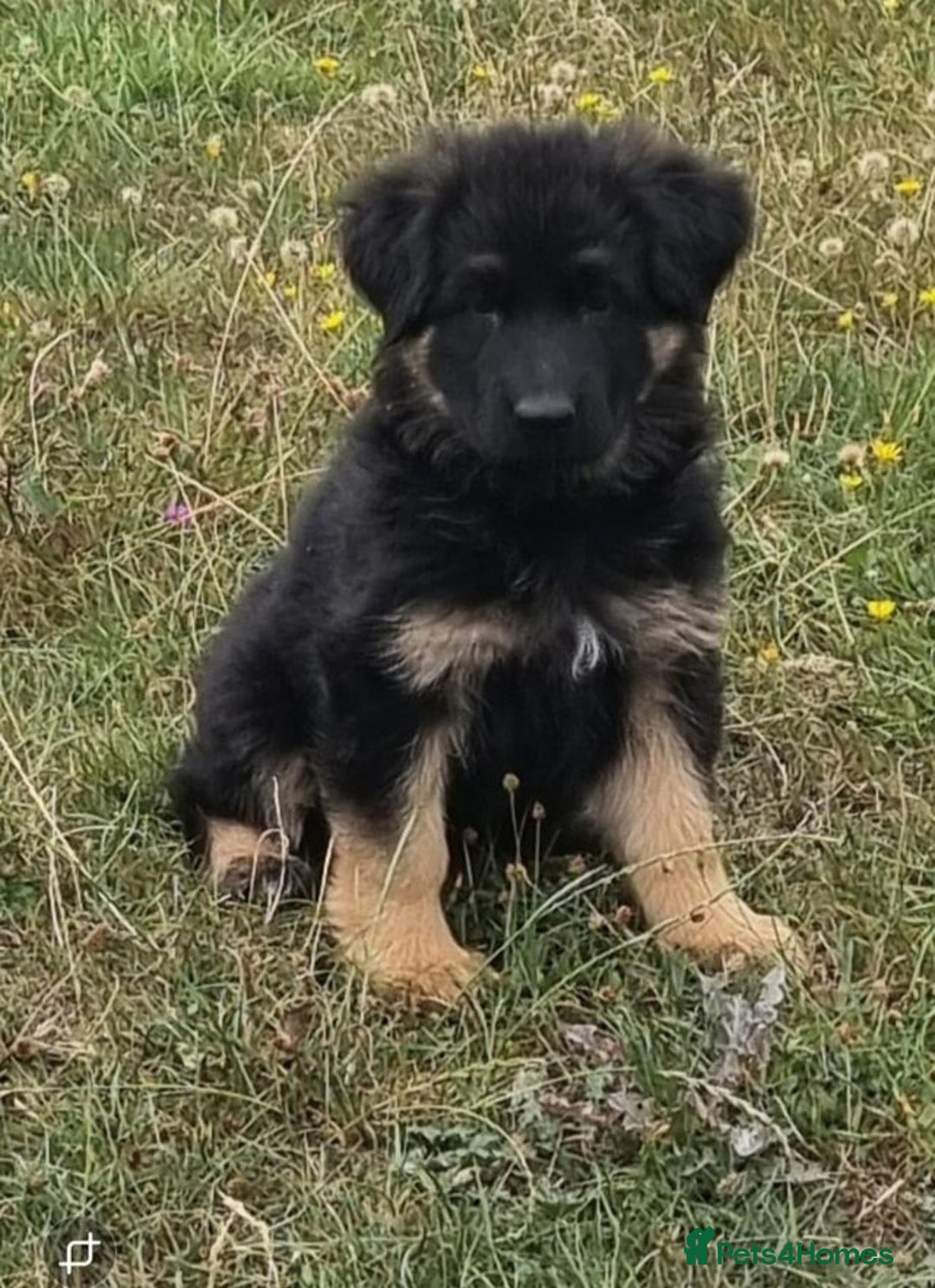 German Shepherd dogs for sale: German shepherd puppies health tested parents - Image 5