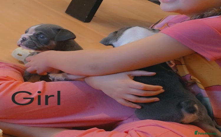 English Bulldog dogs - Advert 8