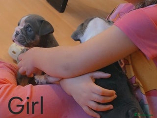 English Bulldog dogs English bulldog pups (1 female available) - Advert 3