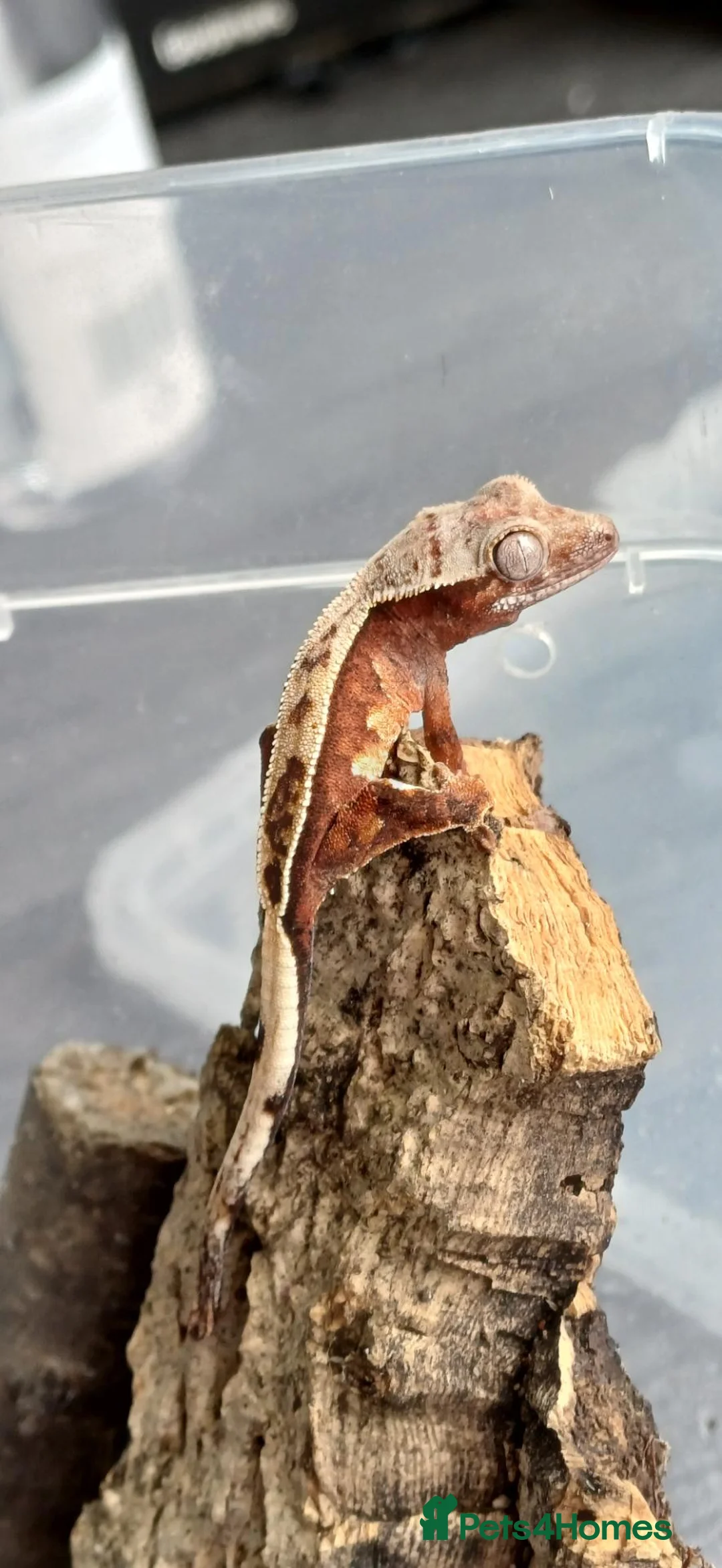 Gecko reptiles for sale: Baby Crested Geckos!! - Advert 16