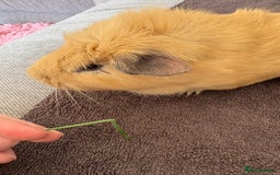 Guinea Pig rodents for sale: Male Guinea Pig - Image 7
