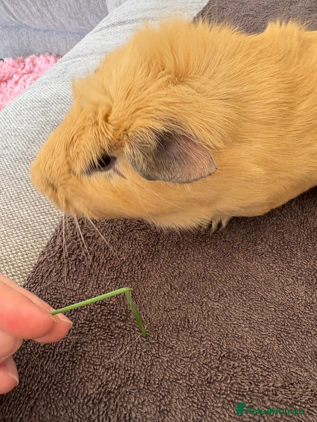 Guinea Pig rodents for sale: Male Guinea Pig - Image 7