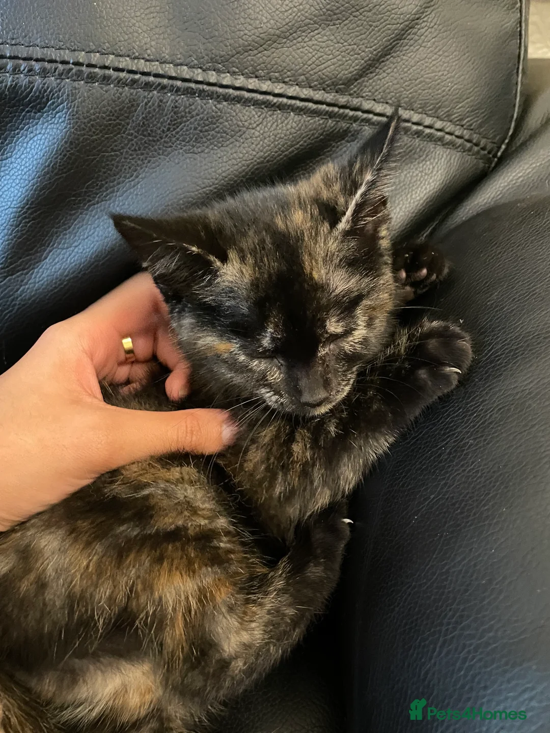 Mixed Breed cats for sale: 6 sweet kittens looking for a loving home! - Advert 2