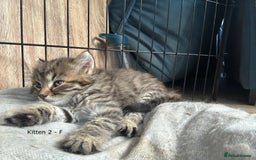 British Longhair cats for sale: Gorgeous Long Hair Tabby's - Ready 25/10/25 - Image 7