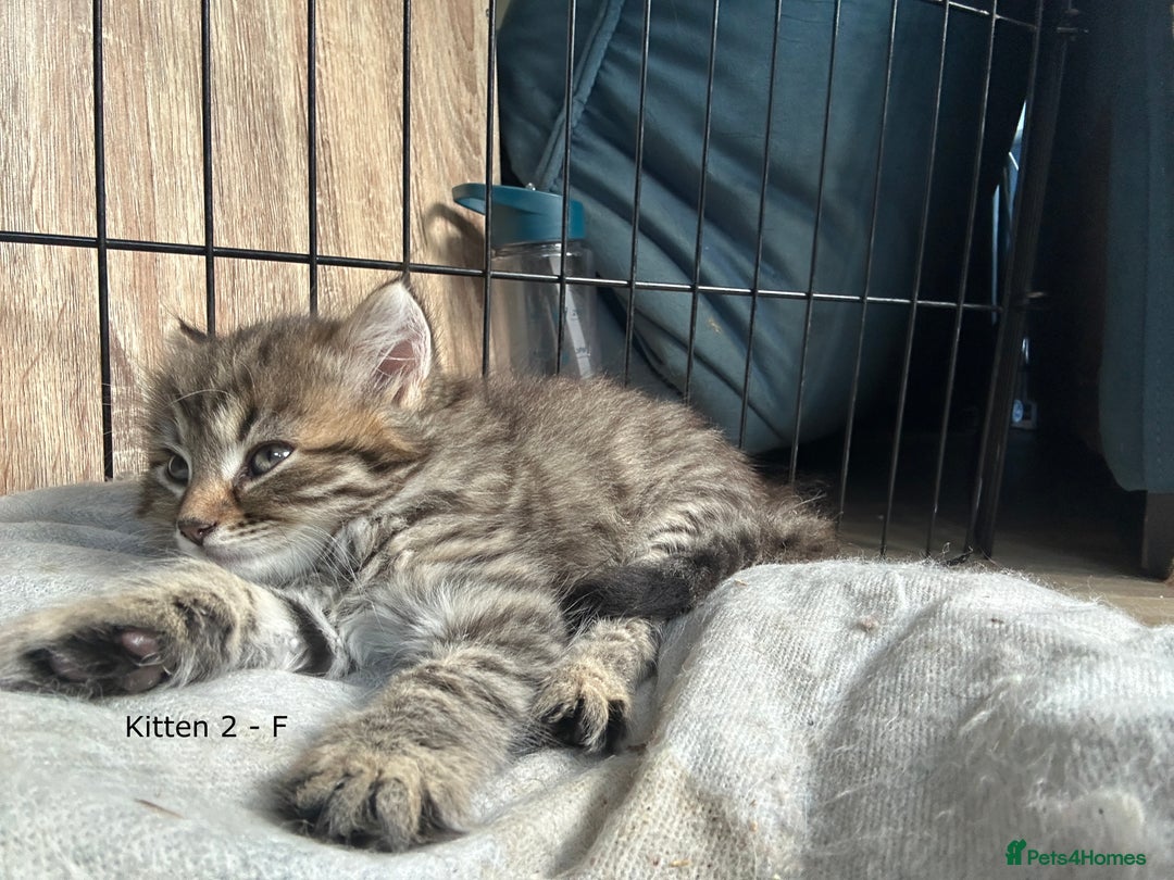 British Longhair cats for sale: Gorgeous Long Hair Tabby's - Ready 25/10/25 - Image 7