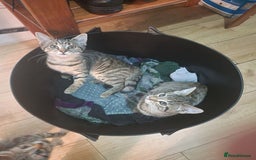 Domestic Shorthair cats for sale: 3 beatiful kittens for the price £200 altogether - Image 8