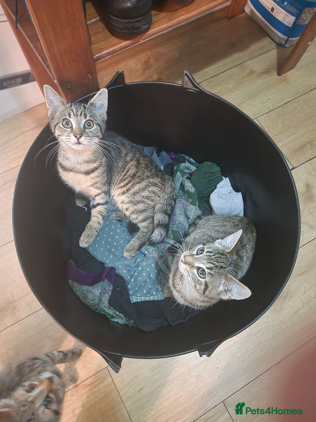 Domestic Shorthair cats for sale: 3 beatiful kittens for the price £200 altogether - Image 8