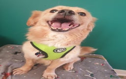 Mixed Breed dogs for adoption: 🐾 Roxy 💕 - Image 9