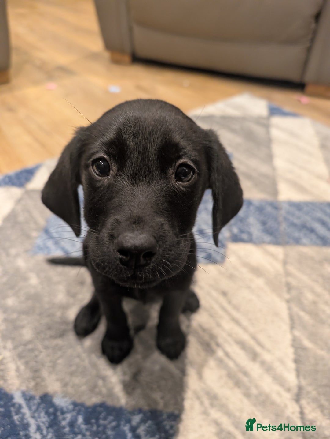 Labrador Retriever dogs for sale: KC Registered black labrador - Advert 2