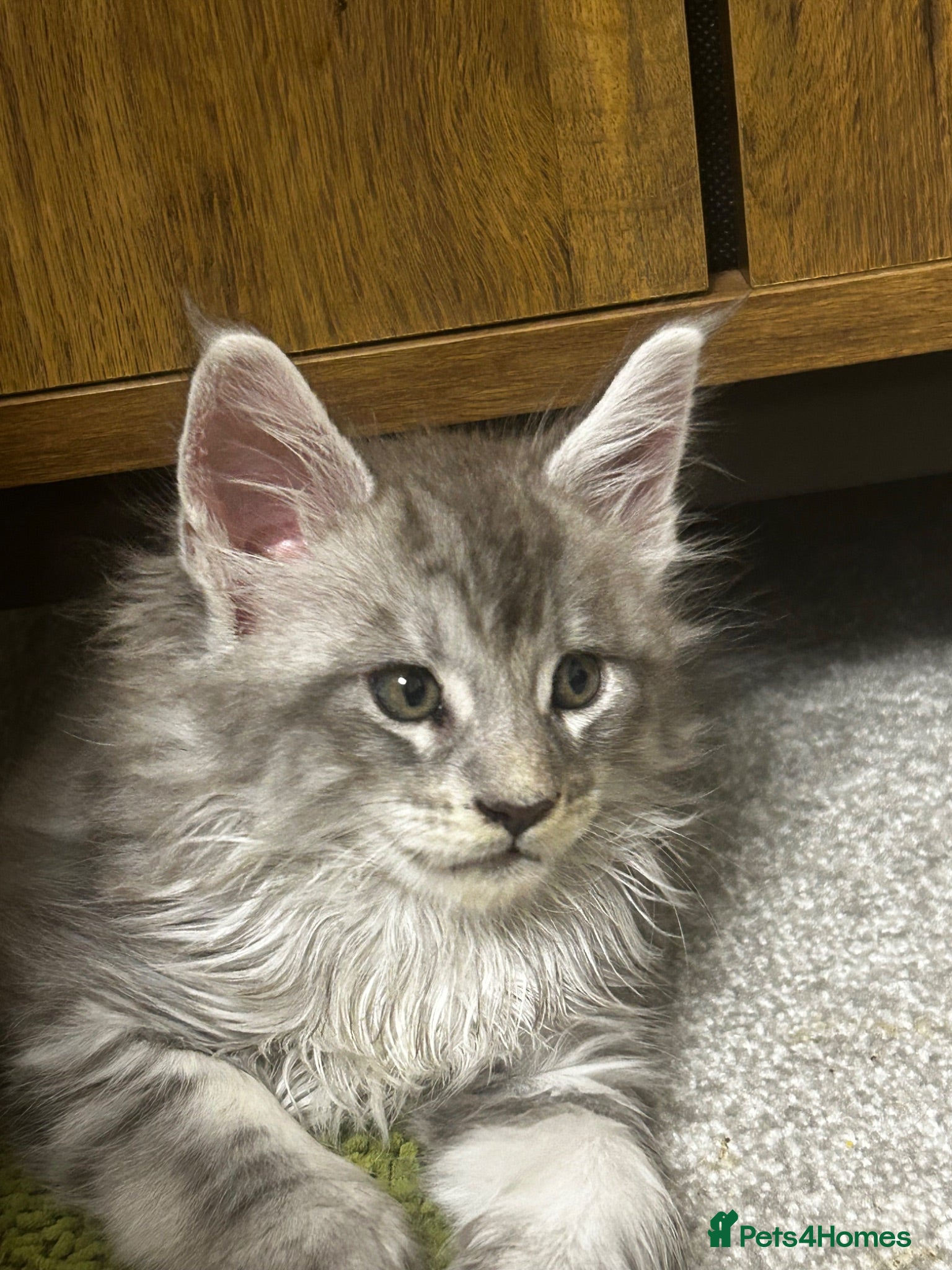 Maine Coon cats  Exceptional TICA Registered Maine Coon Kittens 🐾 - Advert 1