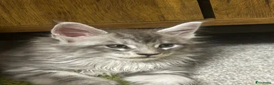 Maine Coon 1