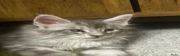 Maine Coon cats for sale:  Exceptional TICA Registered Maine Coon Kittens 🐾 - Advert 1