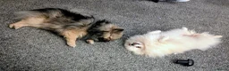 Pomeranian dogs for sale: 2 pomeranian girls kc reg - Advert 6