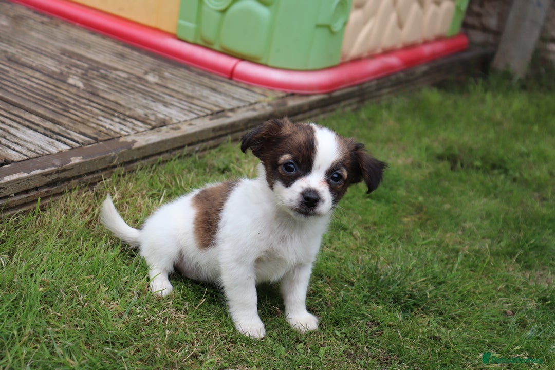 Jack Russell dogs for sale: Beautiful Jack Russell Puppies - Image 4