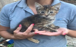 Domestic Shorthair cats for sale: Kittens  - Image 4