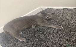 British Shorthair cats for sale: British Shorthair 1 years old for new home  - Image 3
