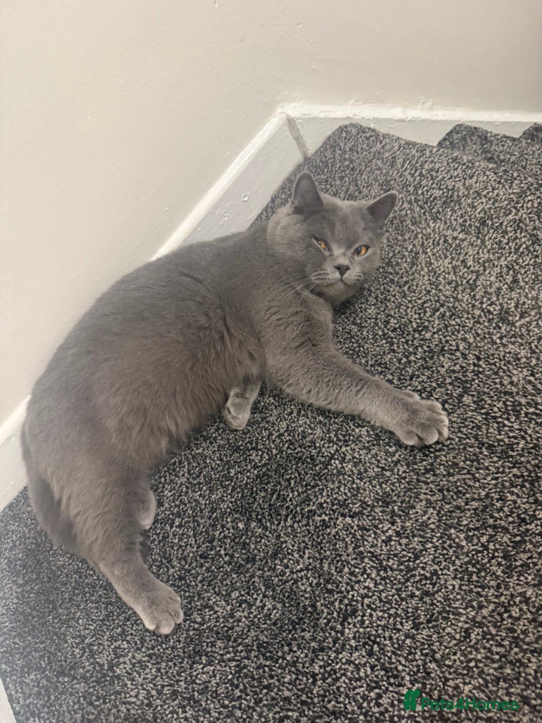 British Shorthair cats for sale: British Shorthair 1 years old for new home  - Image 3
