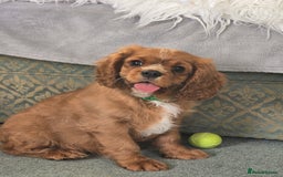 Cavalier King Charles Spaniel dogs for sale: ALL RESERVED in Shrewsbury - Image 5
