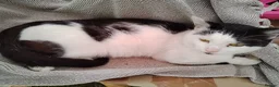 Mixed Breed cats for sale: Milo needs a new home not a kitten  - Advert 1