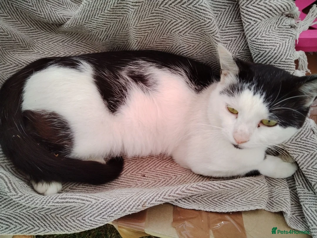 Mixed Breed cats for sale: Milo needs a new home not a kitten  - Advert 1