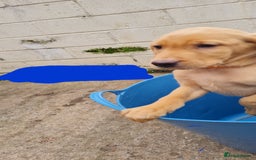 Labrador Retriever dogs for sale: Labrador Fox Red - Image 25
