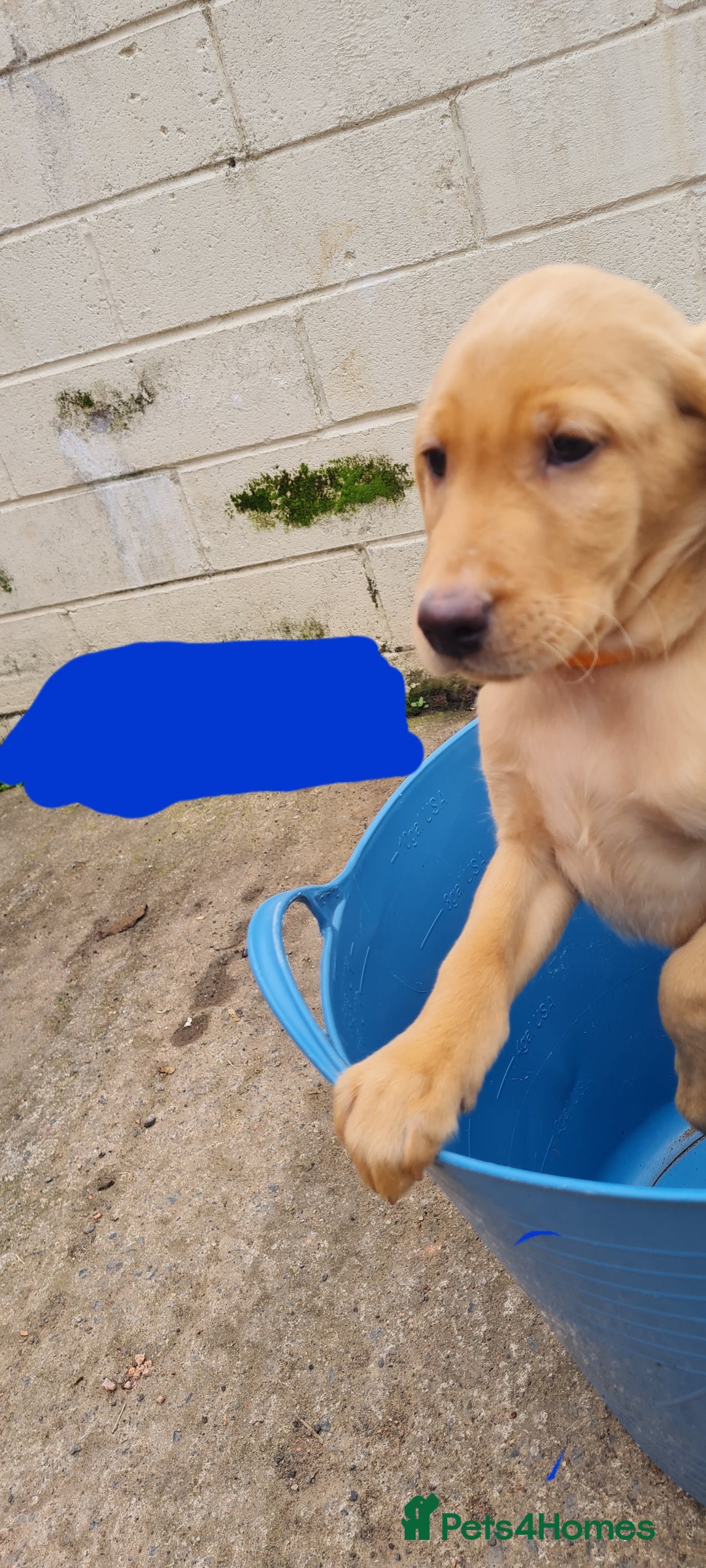 Labrador Retriever dogs for sale: Labrador Fox Red - Image 25