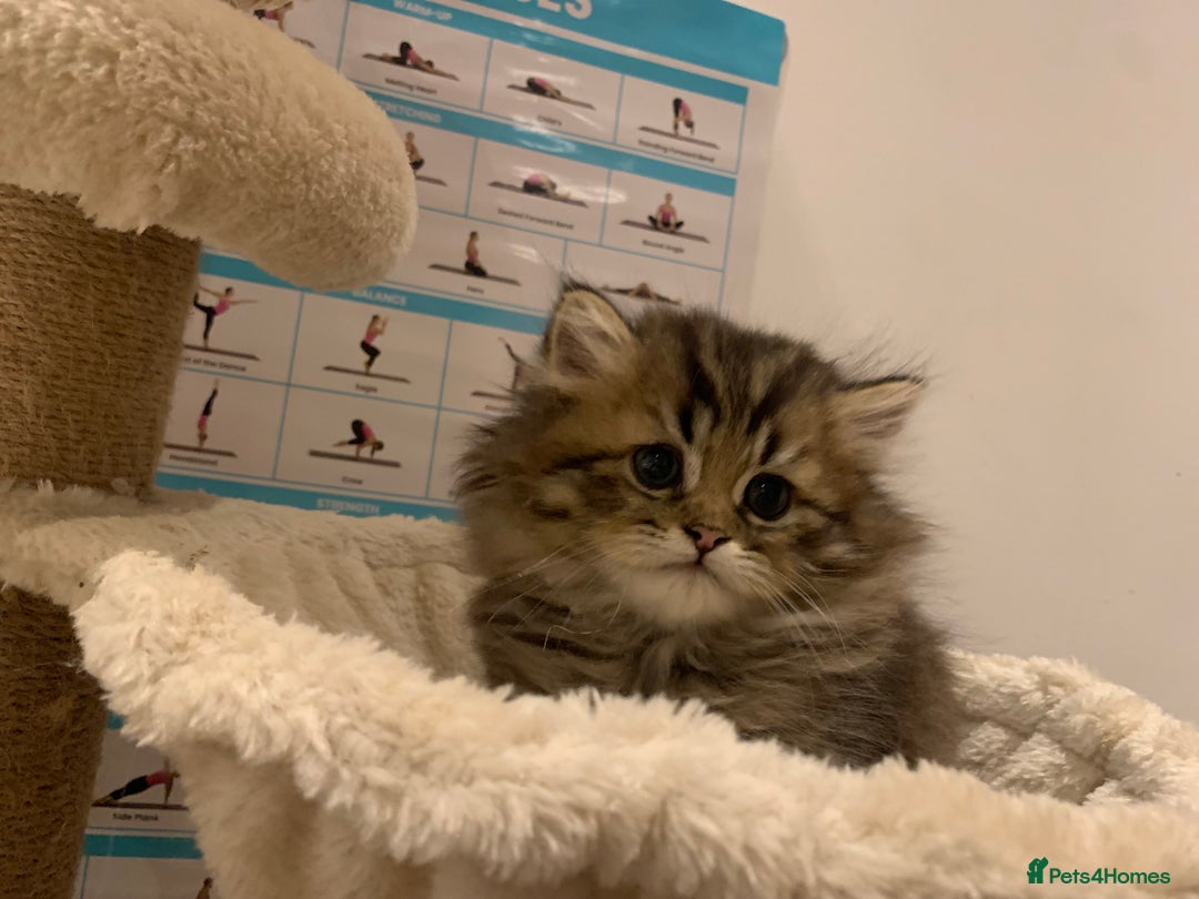 Persian cats for sale: 2 beautiful Persian kittens available from today  - Image 6