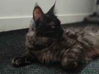 Maine Coon cats European Mainecoon Cat - Advert 11