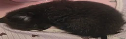 Mixed Breed cats for sale: 4 black kittens in Chichester - Advert 5