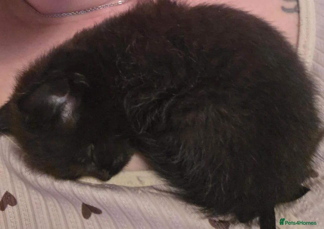 Mixed Breed cats for sale: 4 black kittens in Chichester - Advert 5