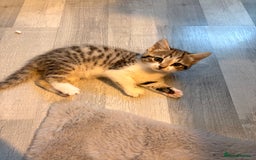 Mixed Breed cats for sale: mixed savvanh with domestic cat - Image 7