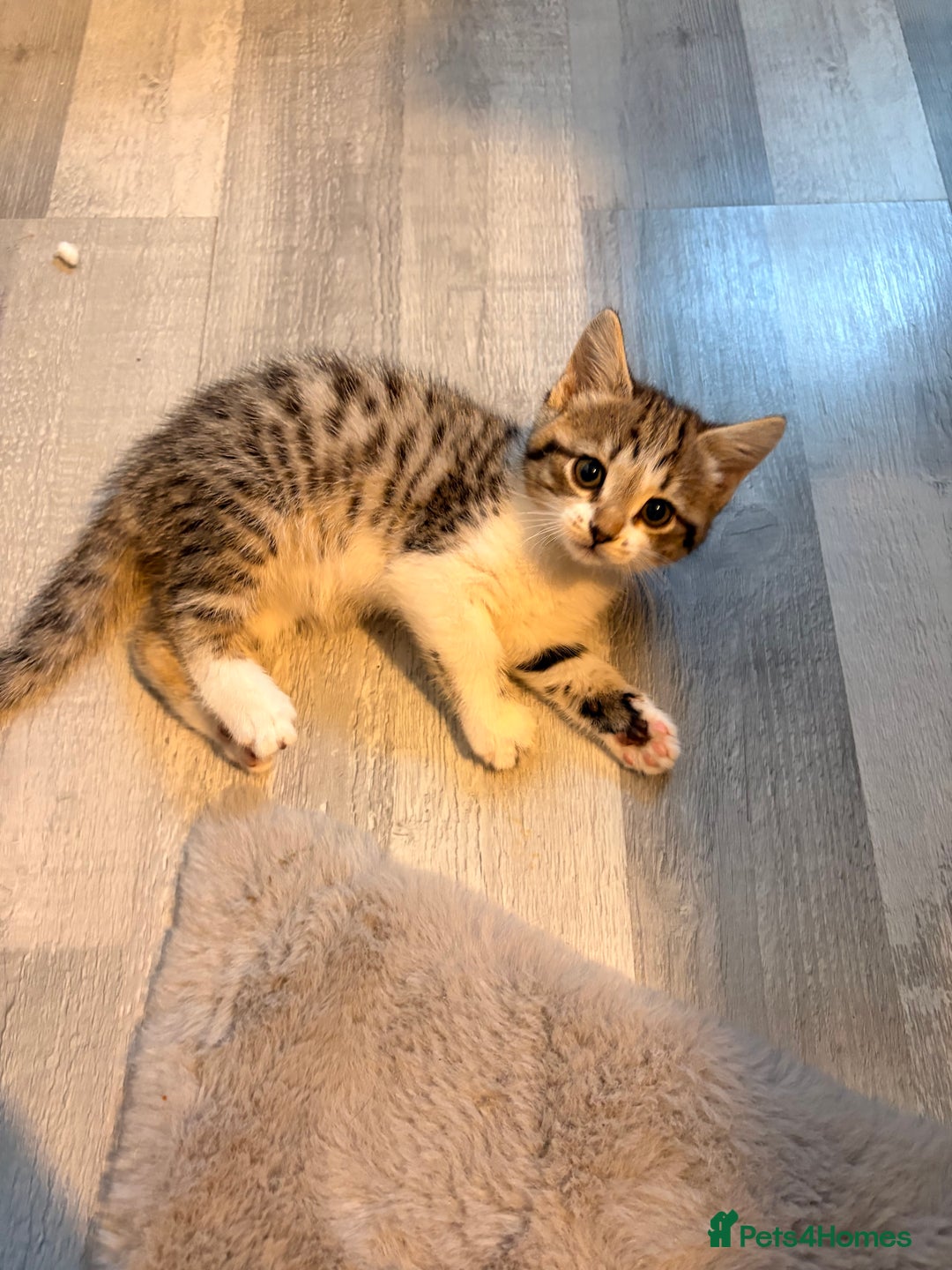 Mixed Breed cats for sale: mixed savvanh with domestic cat - Image 7