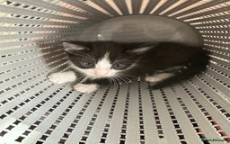 Mixed Breed cats for sale: Male kitten - black and white - Image 2
