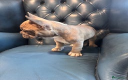 French Bulldog dogs for sale: French bulldogs puppies - Image 7