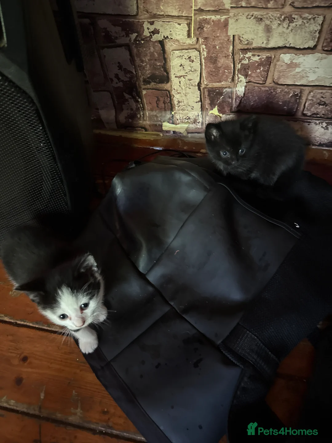 Mixed Breed cats for sale: Two black girl and white whit black is boy in Derby - Advert 2