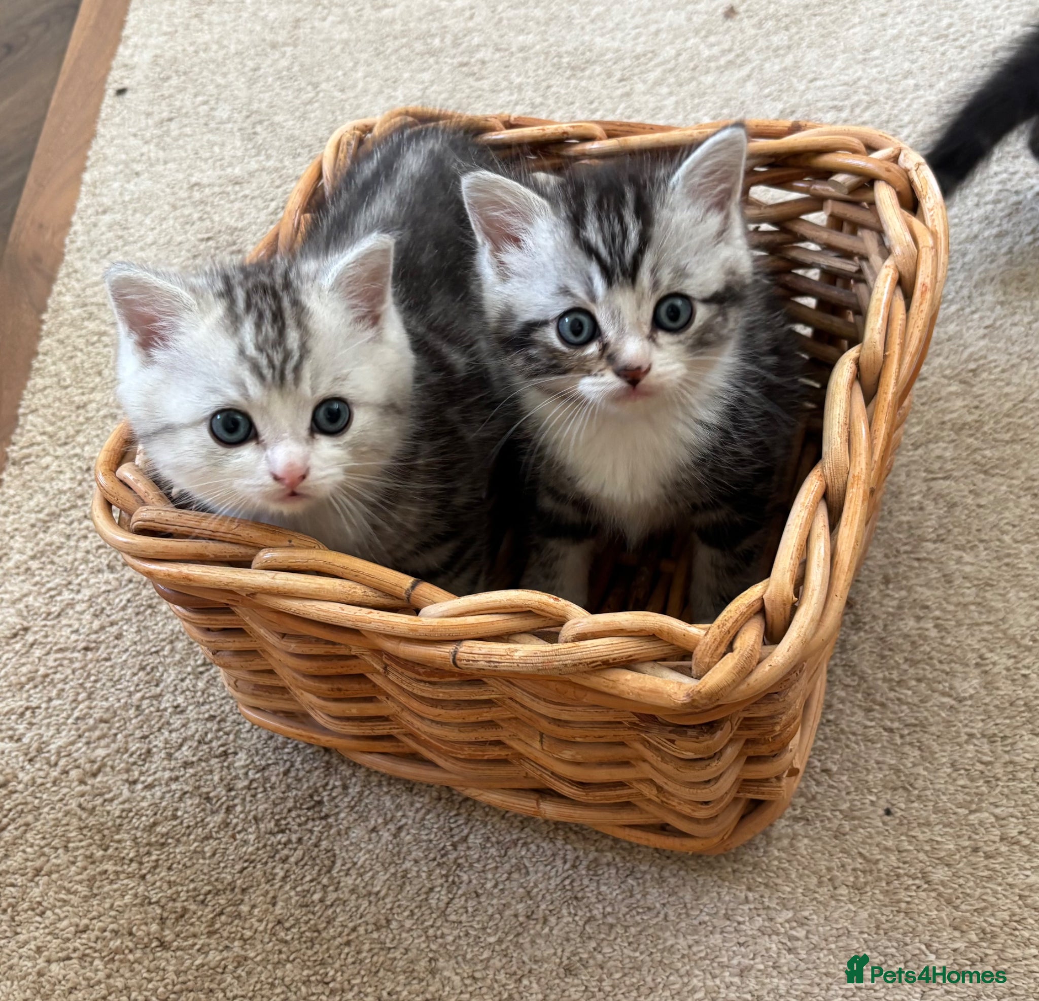 Ragdoll cats for sale: Gorgeous kittens!! - Advert 4