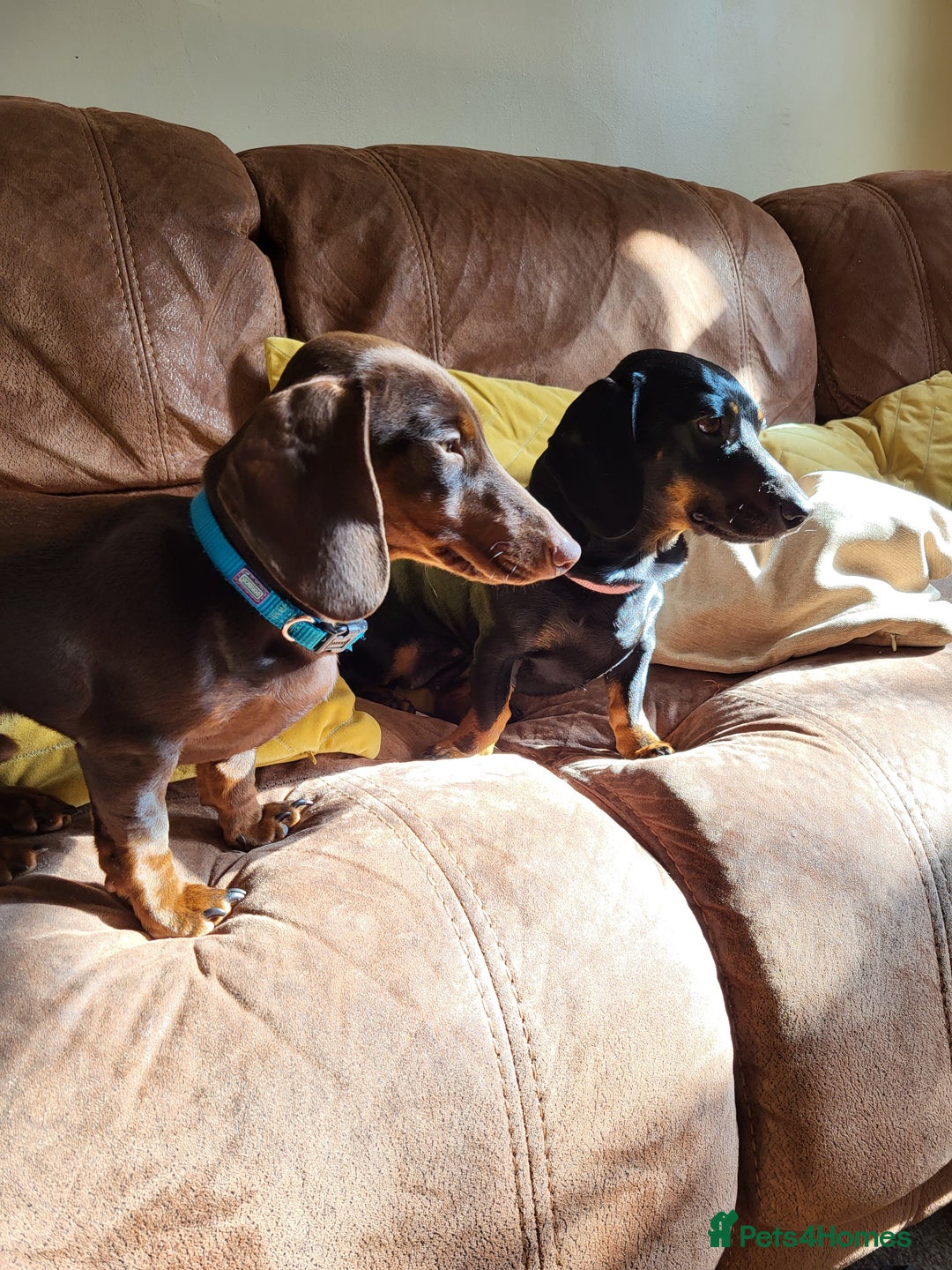 Miniature Dachshund dogs for stud: Miniature Dachshund STUD dog  - Advert 7