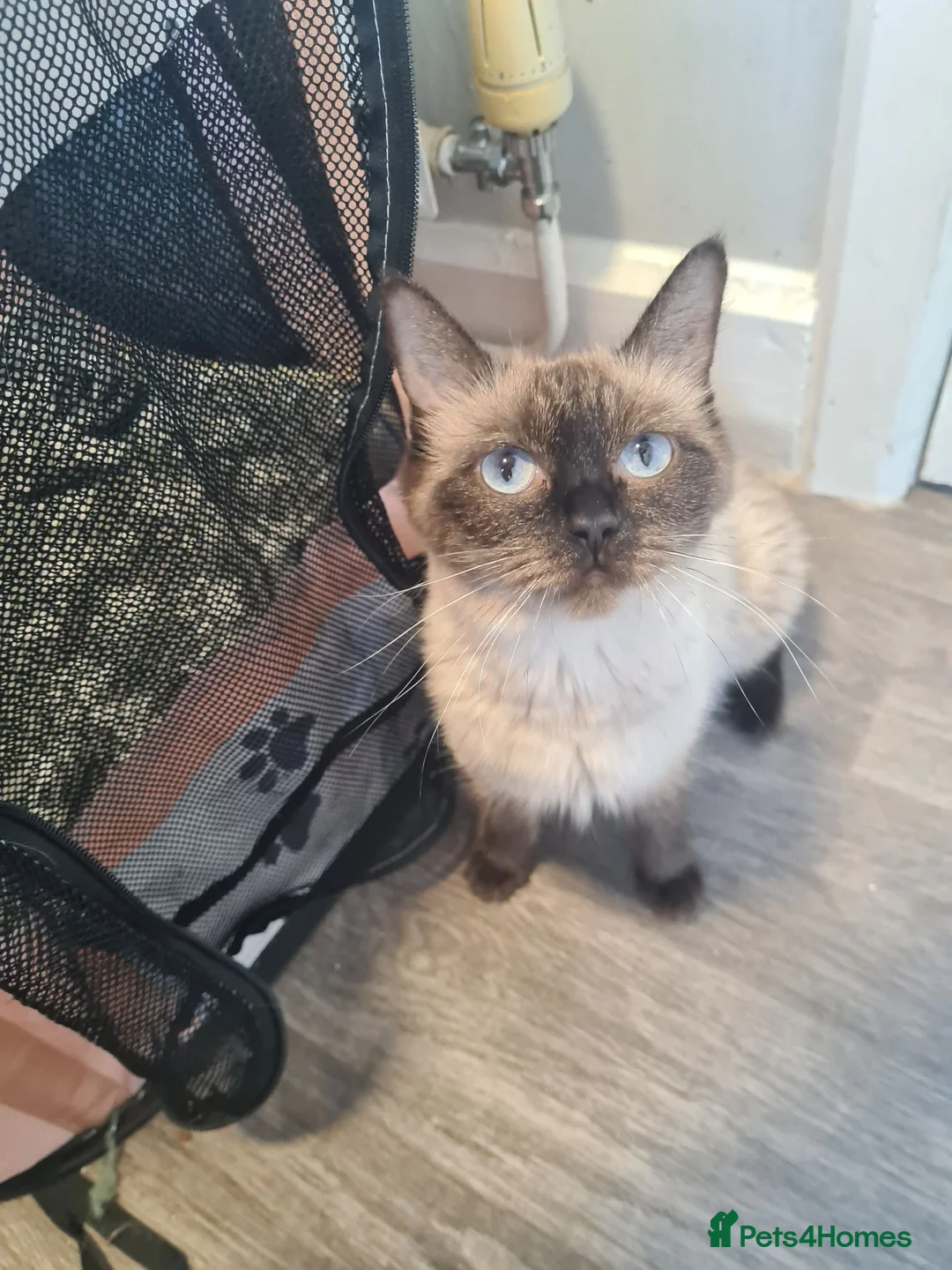 Ragdoll cats for sale: Ragdoll kittens  - Advert 1