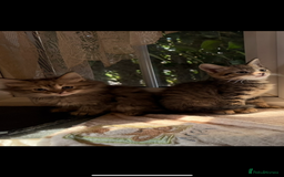 Siberian cats for sale: Stunning kittens  - Image 3