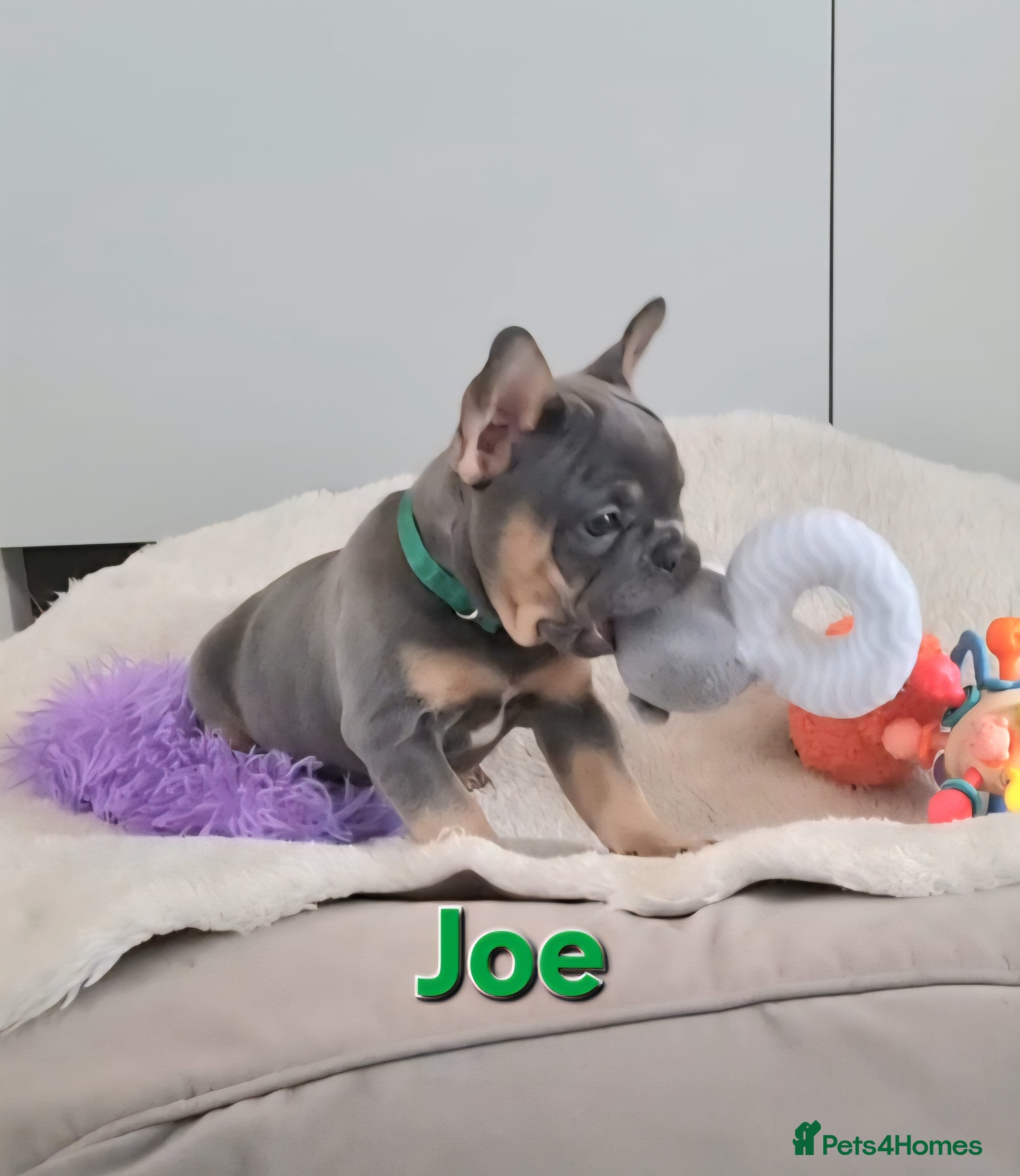 French Bulldog dogs Health tested French Bulldog puppies  - Advert 17