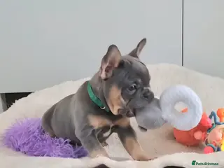 French Bulldog dogs Health tested French Bulldog puppies - Advert 4