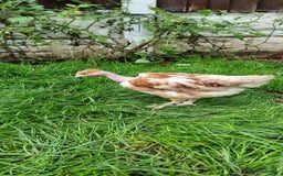 Chickens poultry for sale: Transylvanian Naked Neck Chicks - Image 3