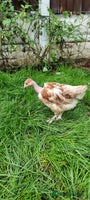 Chickens poultry - Advert 14