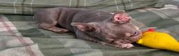 French Bulldog dogs for sale: Beautiful French bulldog girl  - Advert 4