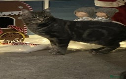 Domestic Shorthair cats for sale: 2 Beautiful Males (selling due2my partners illness - Image 14