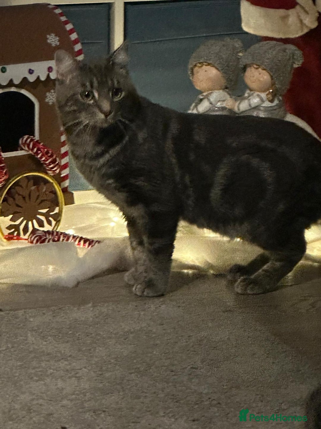 Domestic Shorthair cats for sale: 2 Beautiful Males (selling due2my partners illness - Image 14