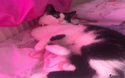 Domestic Shorthair cats for sale: Beautiful cats - Image 9