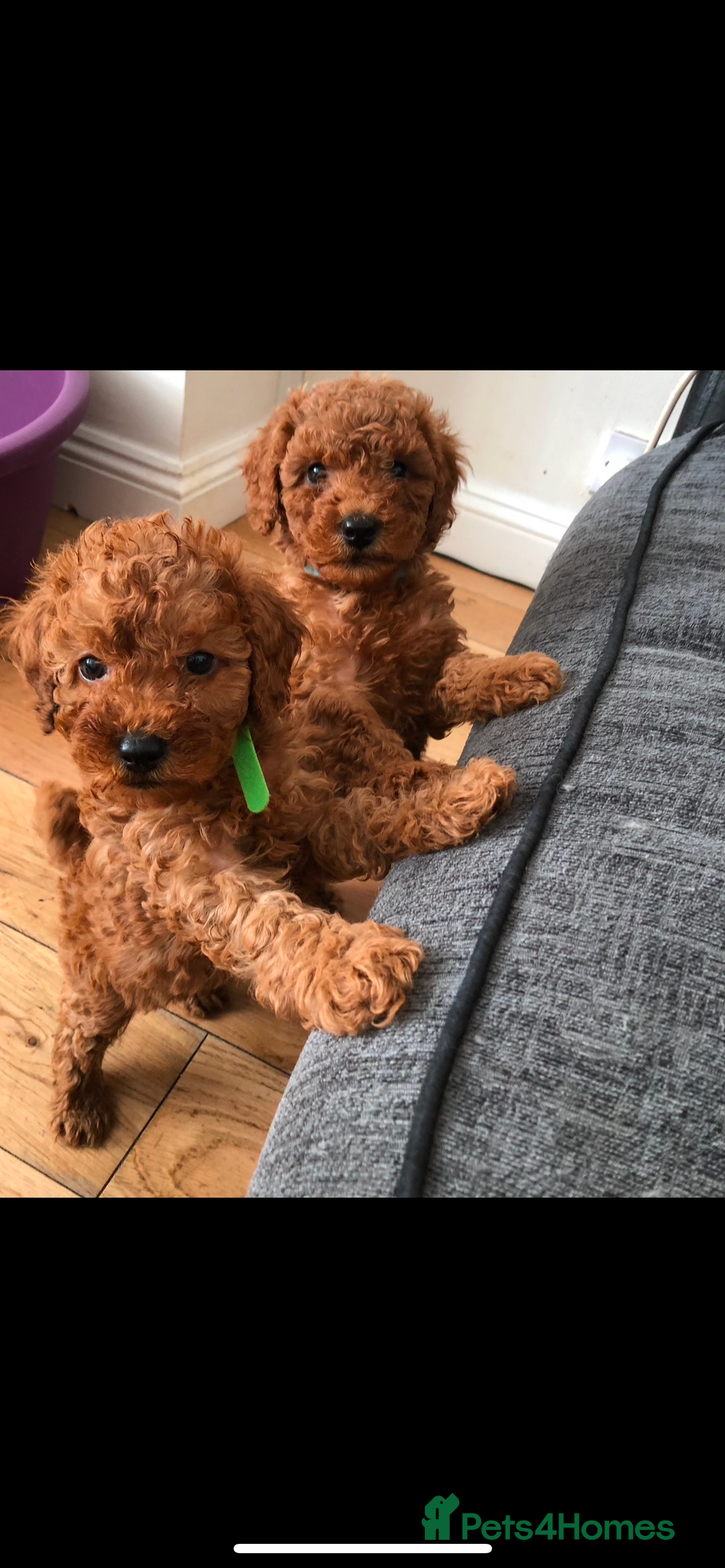 Cavapoo dogs for sale: Ready to leave deep red Cavapoo puppies  - Advert 1