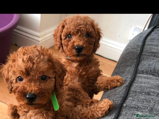 Cavapoo dogs Ready to leave deep red Cavapoo puppies - Advert 12