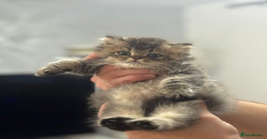 British Shorthair cats - Advert 1